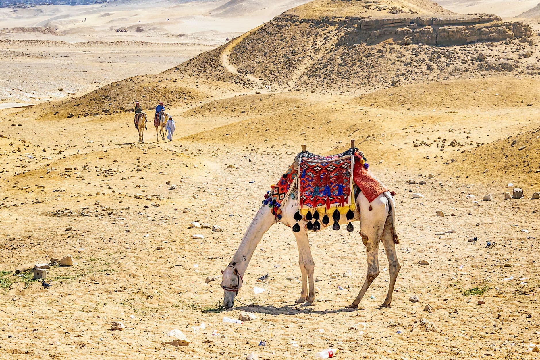 Sunrise Camel Ride at the Pyramids
