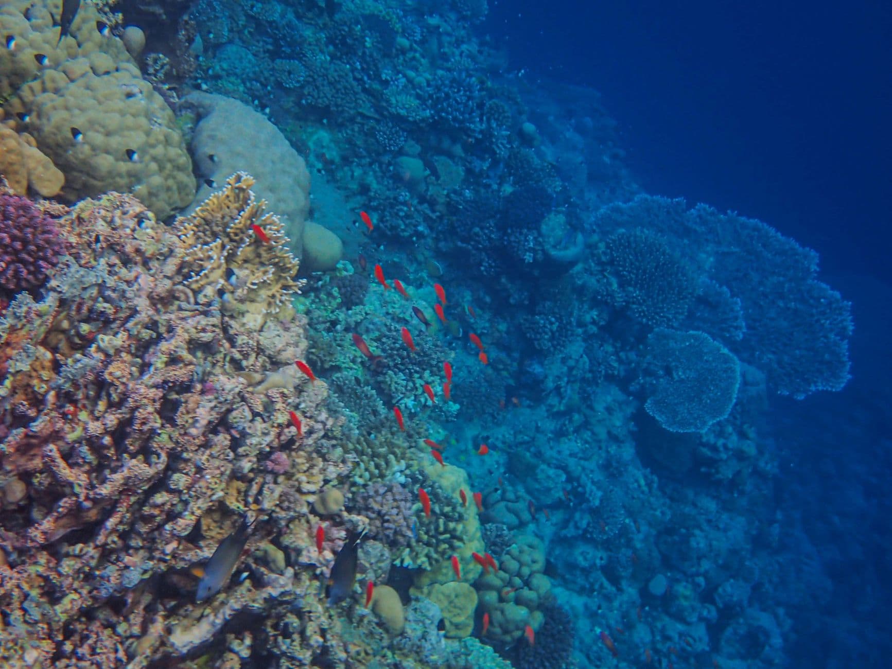 Ras Mohammed National Park Snorkeling & Diving