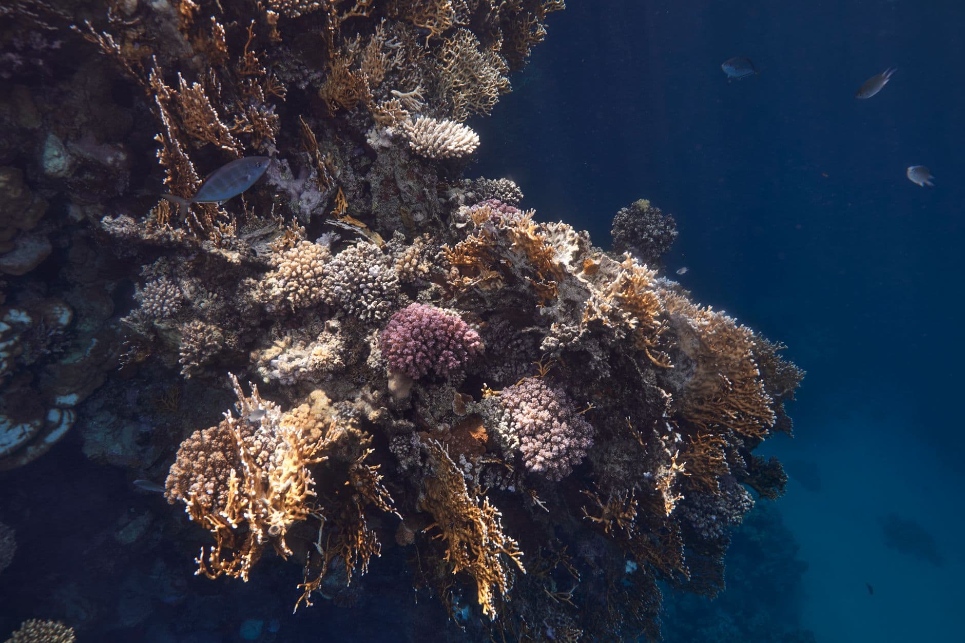 Abu Galum Snorkeling & Camel Trek