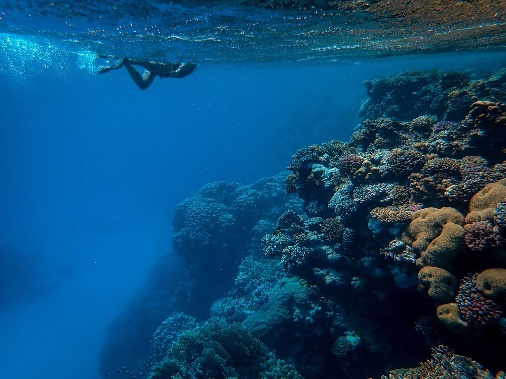Swimming With Dolphins at Sataya Reef, Marsa Alam