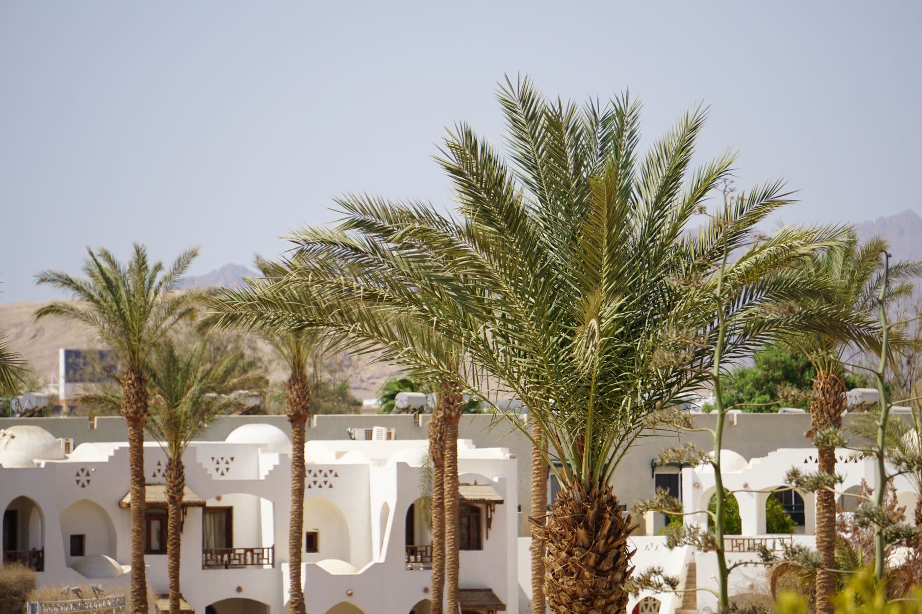 Western Desert Oases Circuit: Dakhla & Kharga