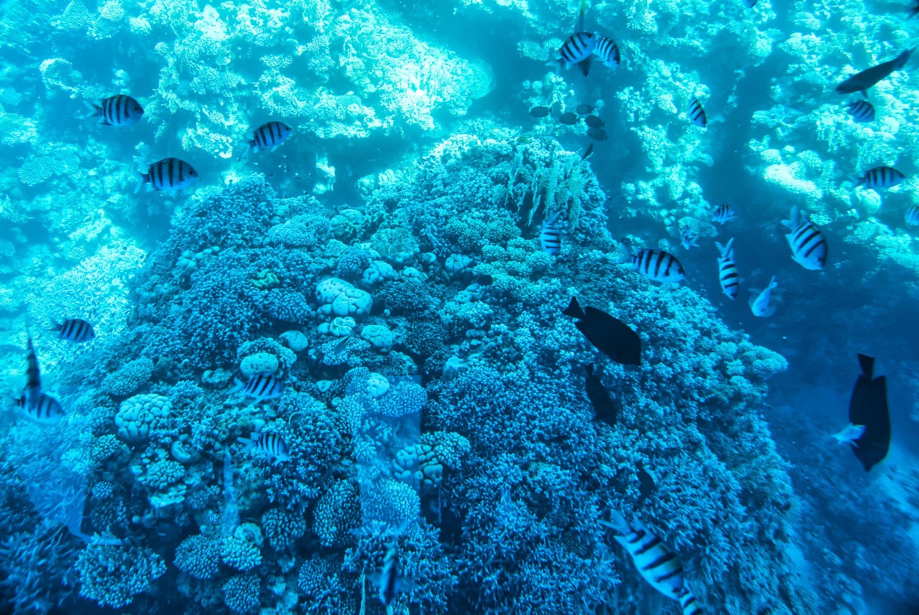 Sharm El Sheikh Day Trip from Cairo