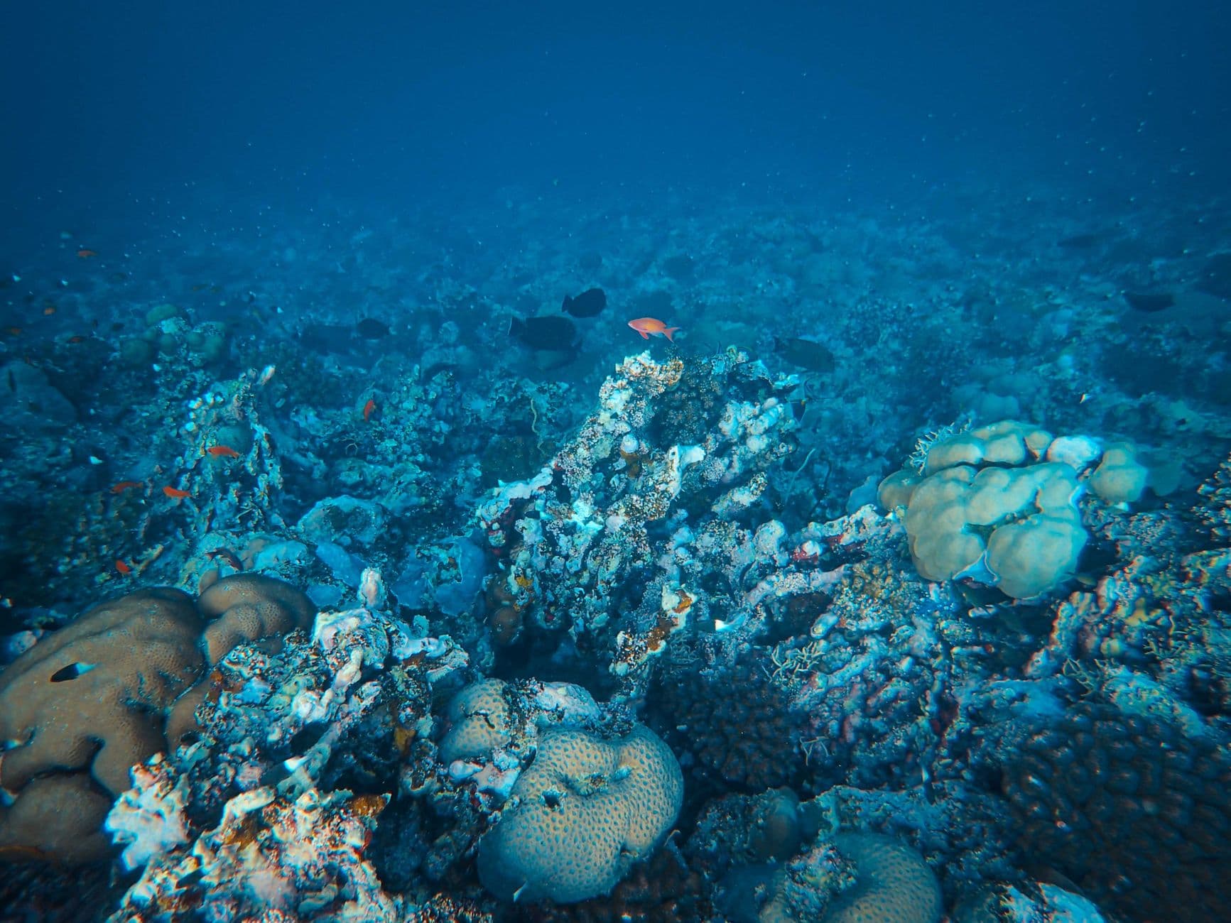 Sharm El Sheikh: Ras Mohammed National Park Snorkeling